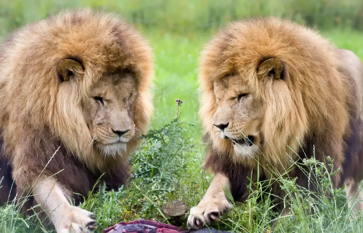 LECFS-IT1 - Two Lions Eating a Meal Sustainable Safaris Africa - Experiences - Big 5 Safari - Journeys - Luxury Eastern Cape Family Safari - Two Lions Eating a Meal