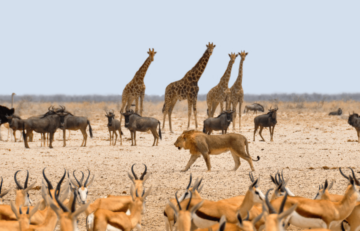 Animals in Africa