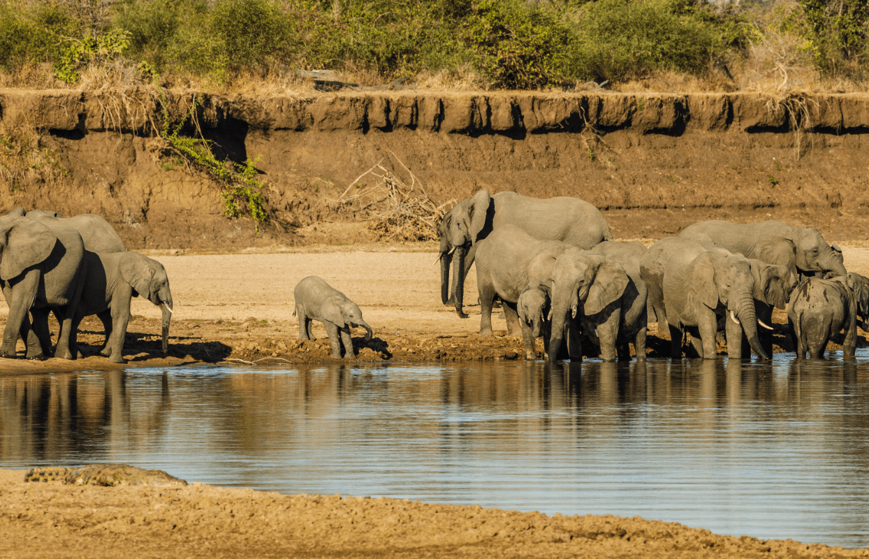 Gallery Slider - Herd of Elephants at Watering Hole Sustainable Safaris Africa - Destinations - Zambia - Herd of Elephants at Watering Hole