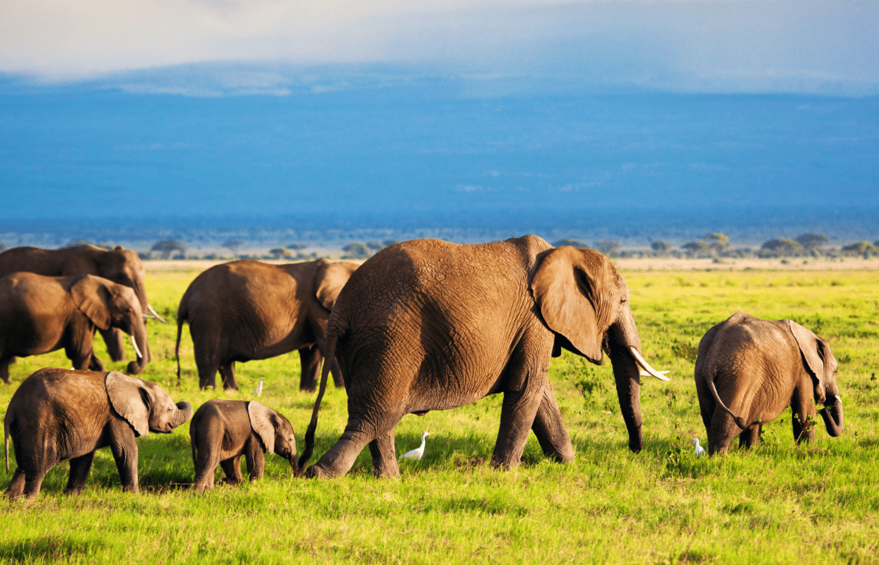 Gallery Slider - Herd of Elephants Walking Through Grassy Plain Sustainable Safaris Africa - Destinations - Kenya - Herd of Elephants Walking Through Grassy Plain
