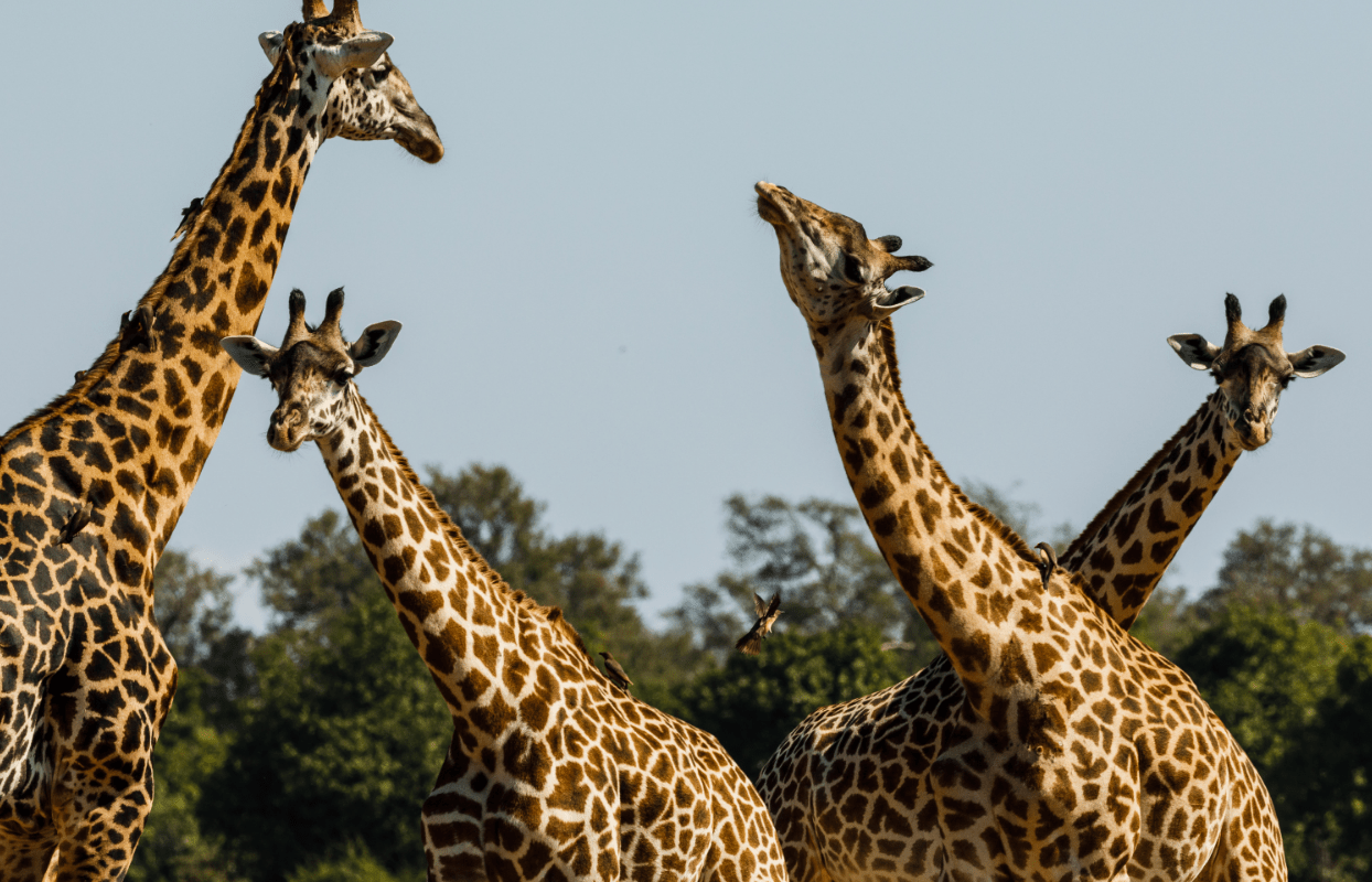 Gallery Slider - Four Giraffes Sustainable Safaris Africa - Destinations - Zambia - Four Giraffes