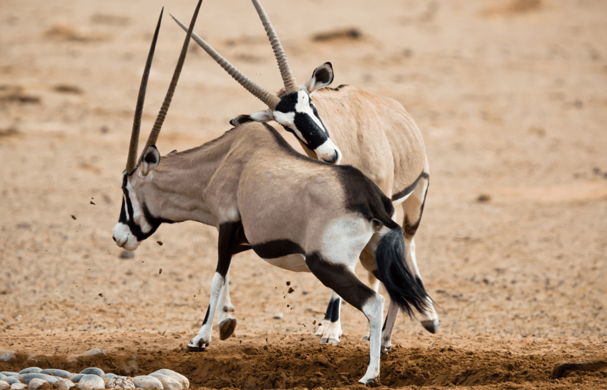 Headbutt by Oryx _ Namibia
