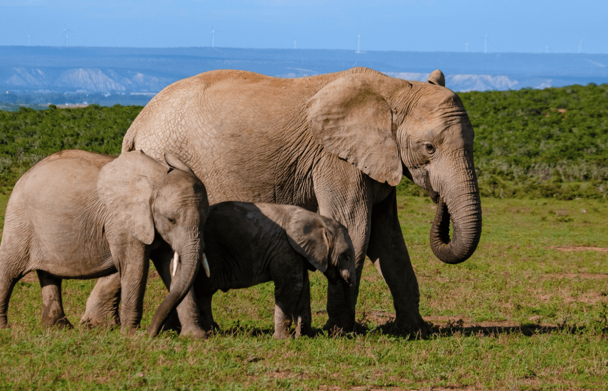 Plettenberg Bay Elephant Park