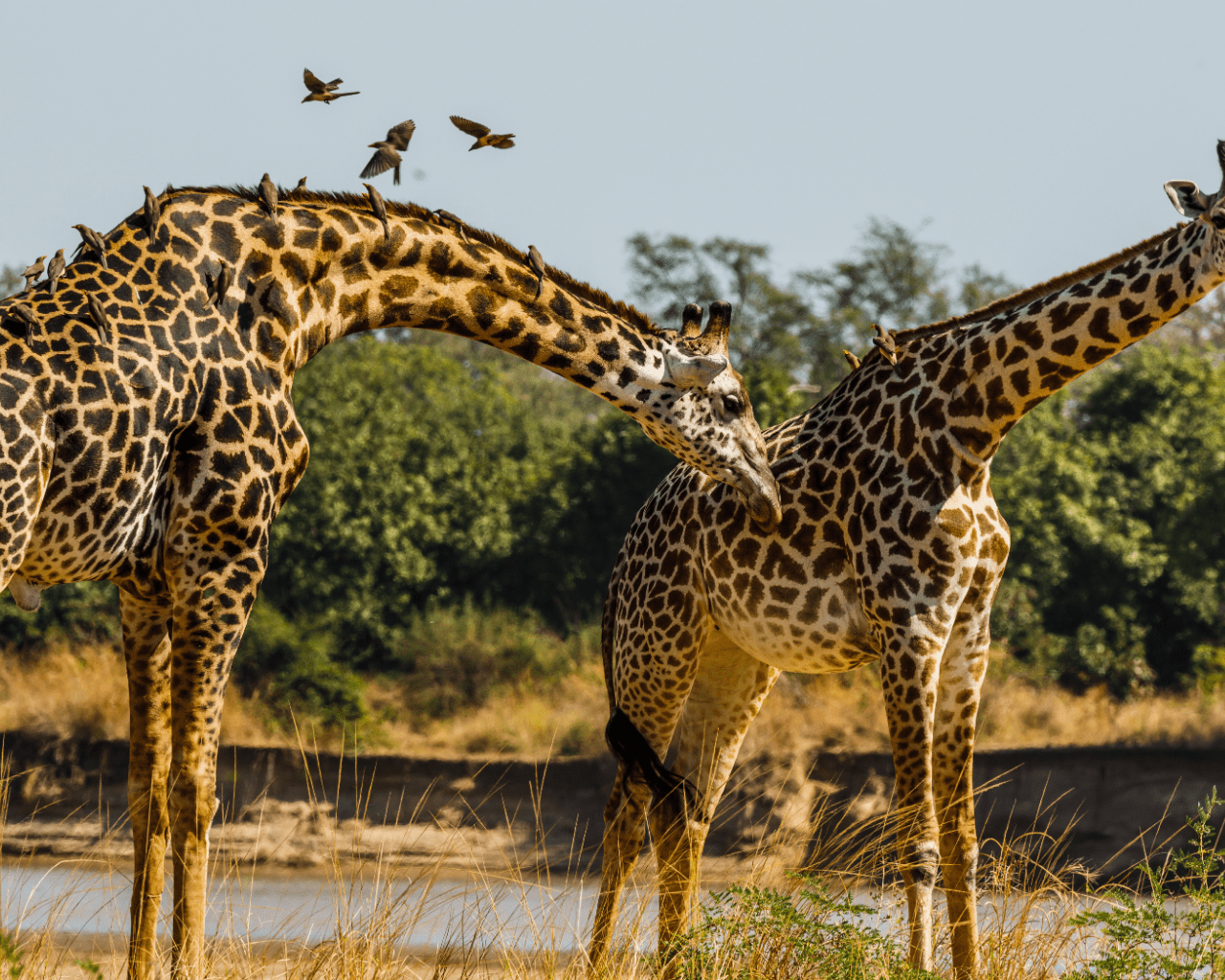 Zambia