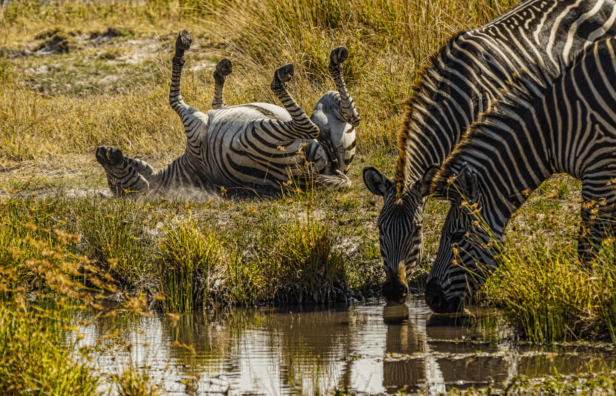 Gallery Slider - Zebras at Watering Hole Sustainable Safaris Africa - Destinations - Zambia - Zebras at Watering Hole