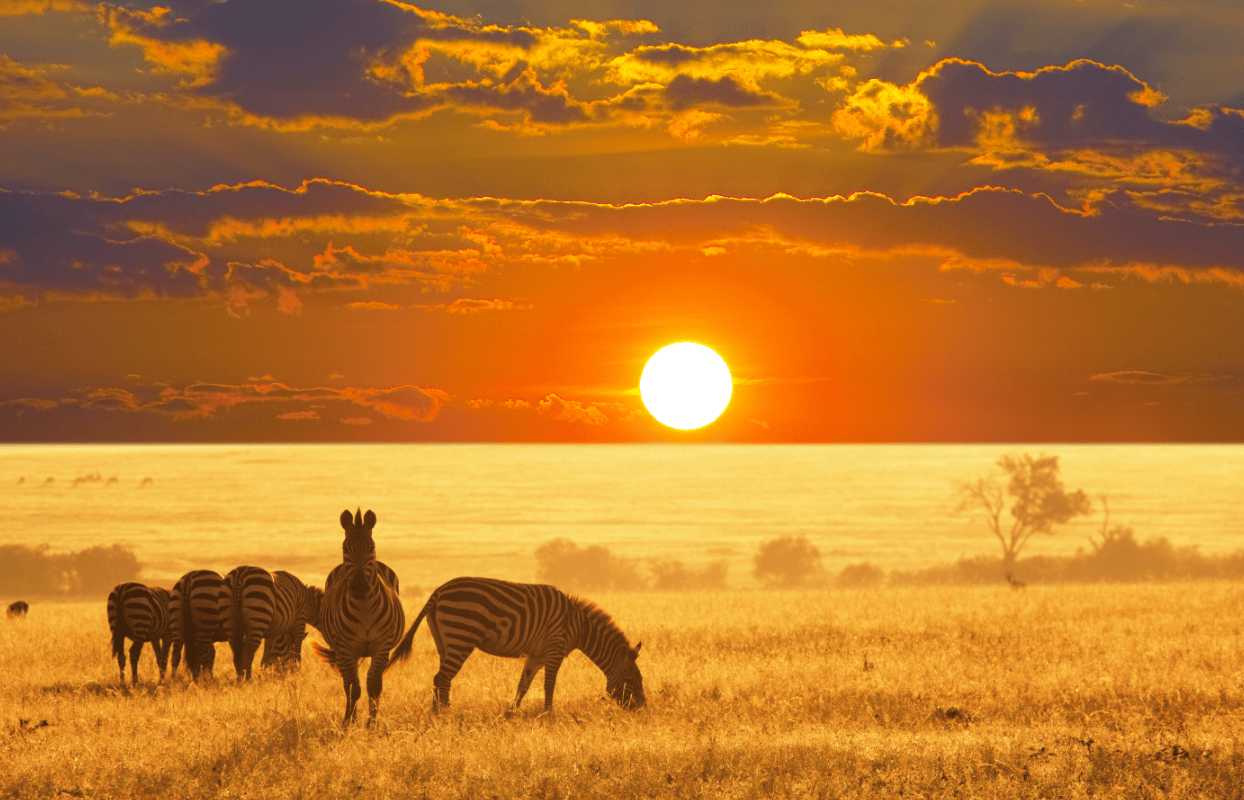 Zebras on lake