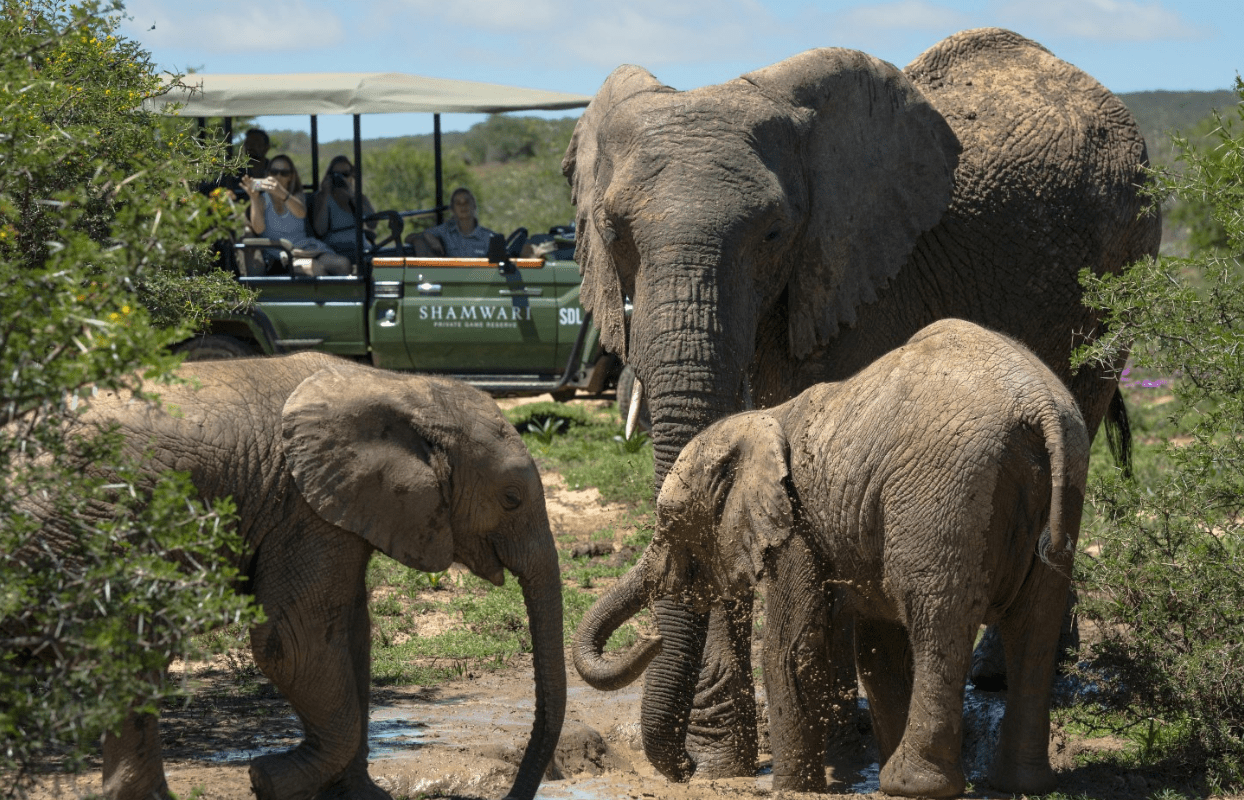 S009-IT2- Elephant and her Two Calves on Game Drive Viewing Sustainable Safaris Africa - Journeys - Luxury Eastern Cape Family Safari - Elephant and her Two Calves on Game Drive Viewing