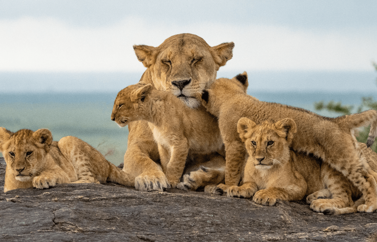 LECFS-IT2 - Lioness and Her Cubs Sustainable Safaris Africa - Journeys - Luxury Eastern Cape Family Safari - Experiences - Babymoon Safaris -Lioness and Her Cubs
