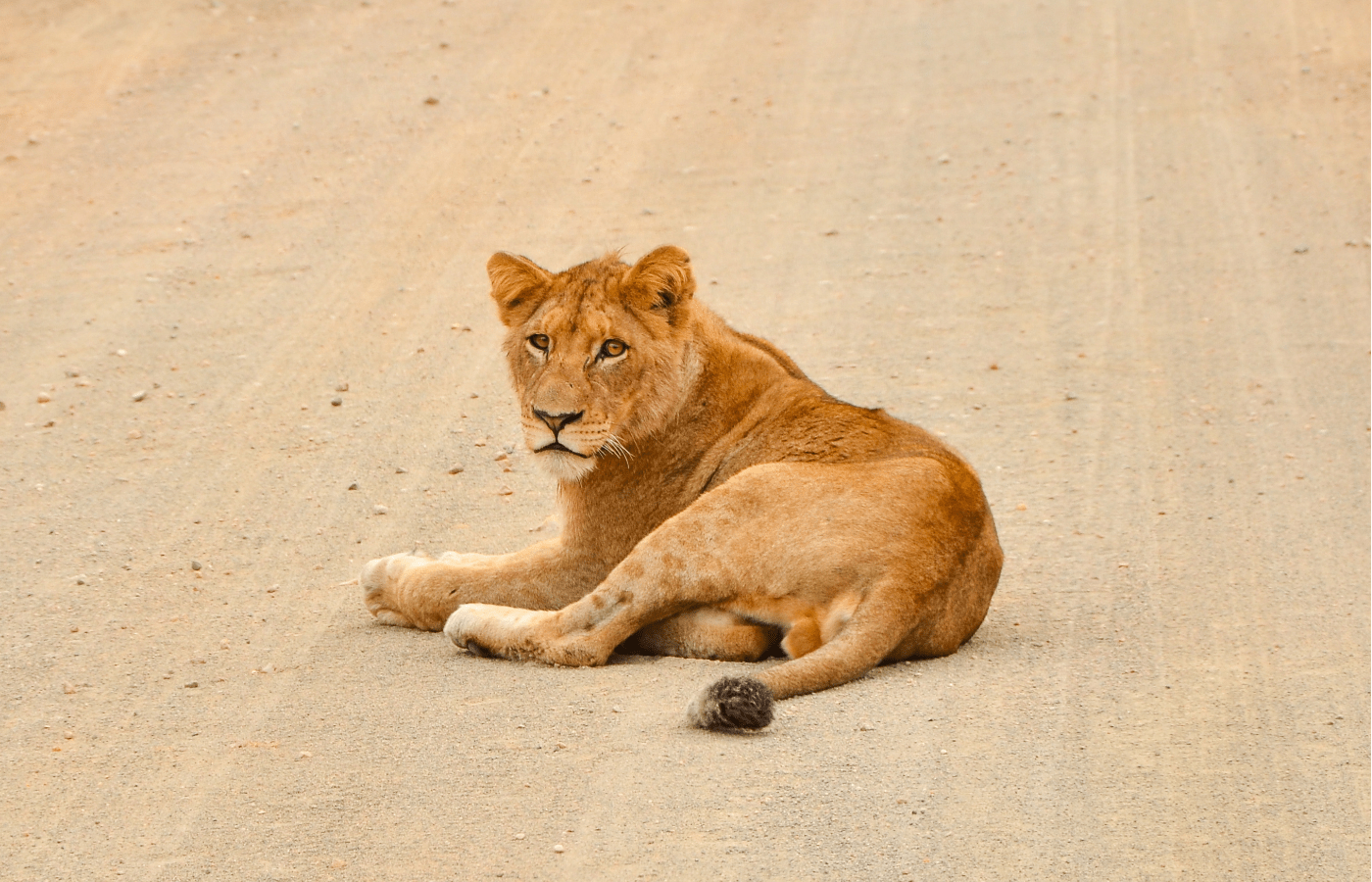 S001-IT2 - Lion in Kruger National Park Sustainable Safaris Africa - Journeys - Budget Kruger Safari - Lion in Kruger National Park