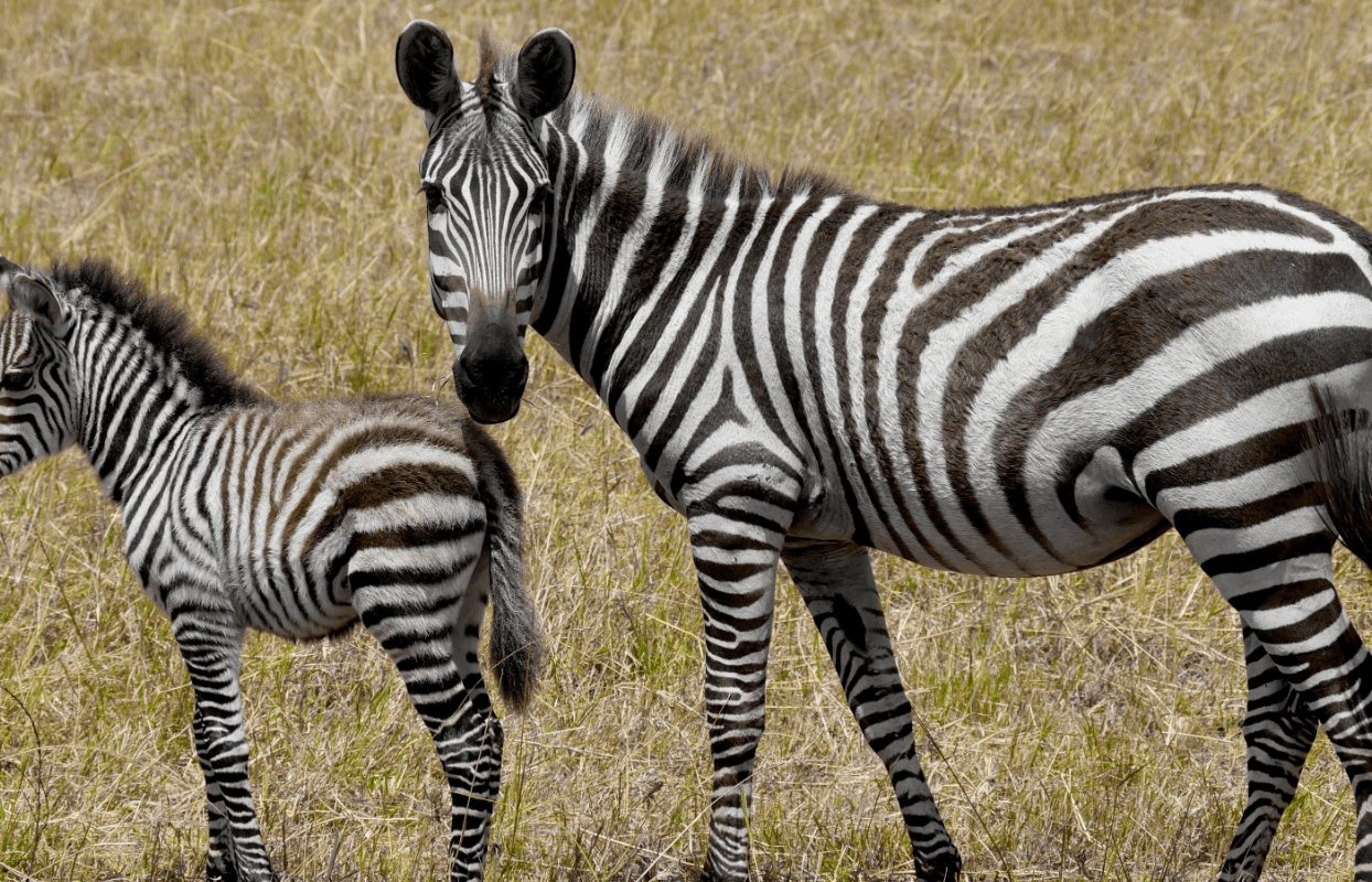 S008 - IT1 - Mother and Baby Zebra in the Fields Sustainable Safaris Africa - Experiences - Babymoon Safaris - Mother and Baby Zebra in the Fields - Journeys - Luxury Eastern Cape Couples Safari
