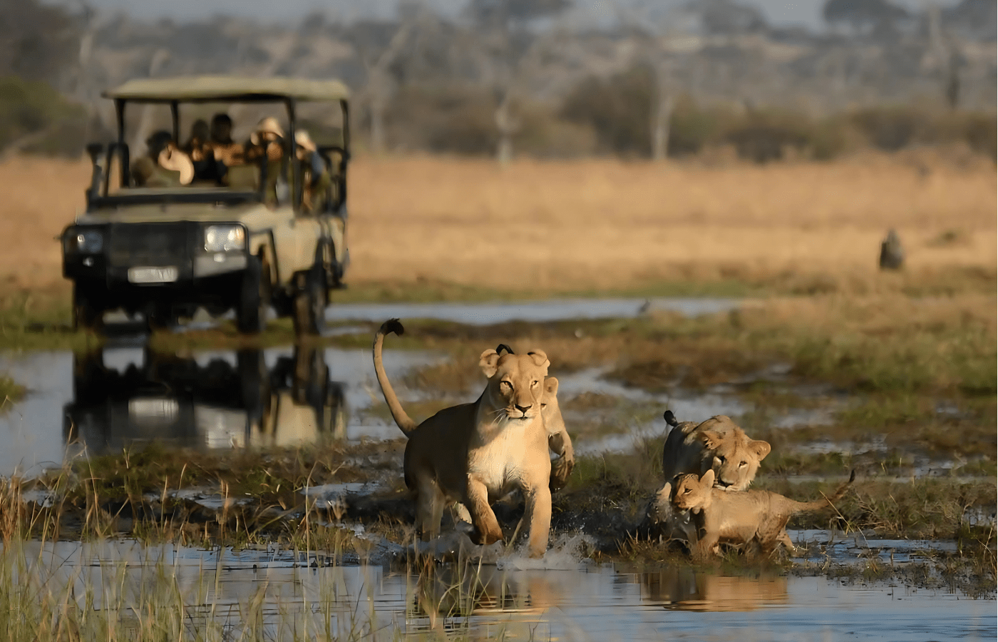 S001-IT1 - Kruger National Park Game Drive Lions with Cubs Sustainable Safaris Africa - Journeys - Budget Kruger Safari - Kruger National Park Game Drive Lions with Cubs