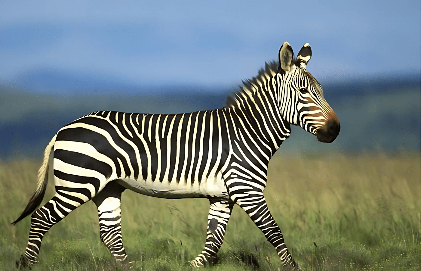 Kruger National Park Zebra Walking Sustainable Safaris Africa - Journeys - Budget Kruger Safari - Kruger National Park Zebra Walking