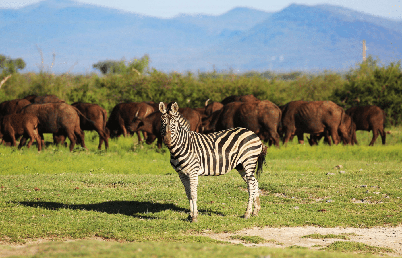 S008 - IT1 - Zebra and Buffalo Herd in the Wild Sustainable Safaris Africa - Journeys - Luxury Eastern Cape Couples Safari - Zebra and Buffalo Herd in the Wild